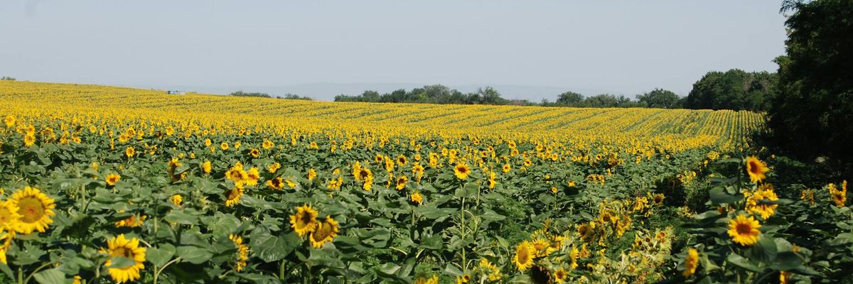 Wide abstract view of ice field and clear sky